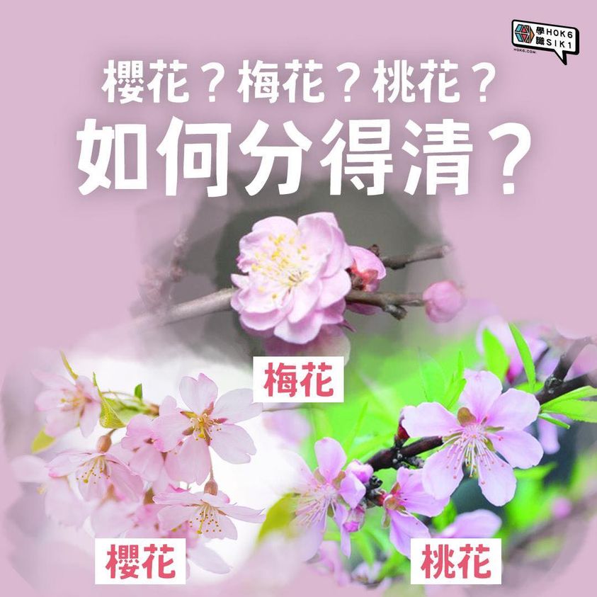 櫻花?梅花?桃花?如何分得清?